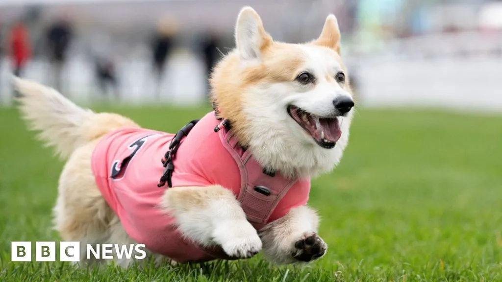 Corgi Sprints to Victory in Musselburgh Derby for Hot Dog Prize