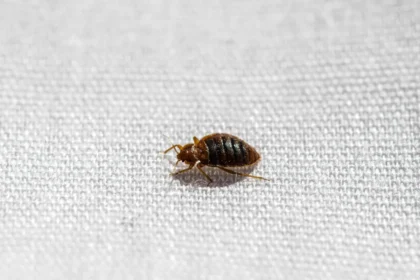 Bed Bugs Fear Water: Lab Discovery Reveals Key Weakness