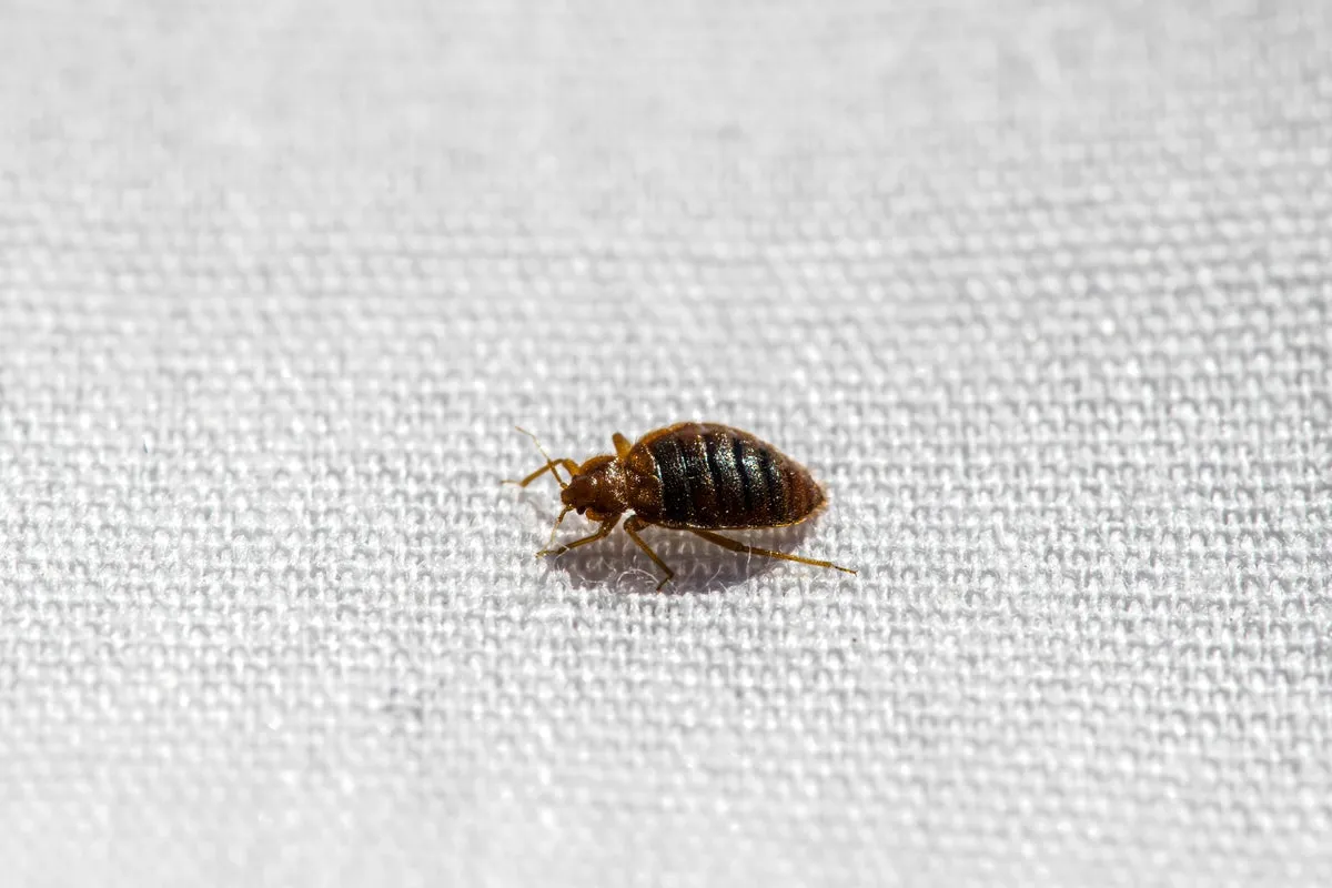 Bed Bugs Fear Water: Lab Discovery Reveals Key Weakness