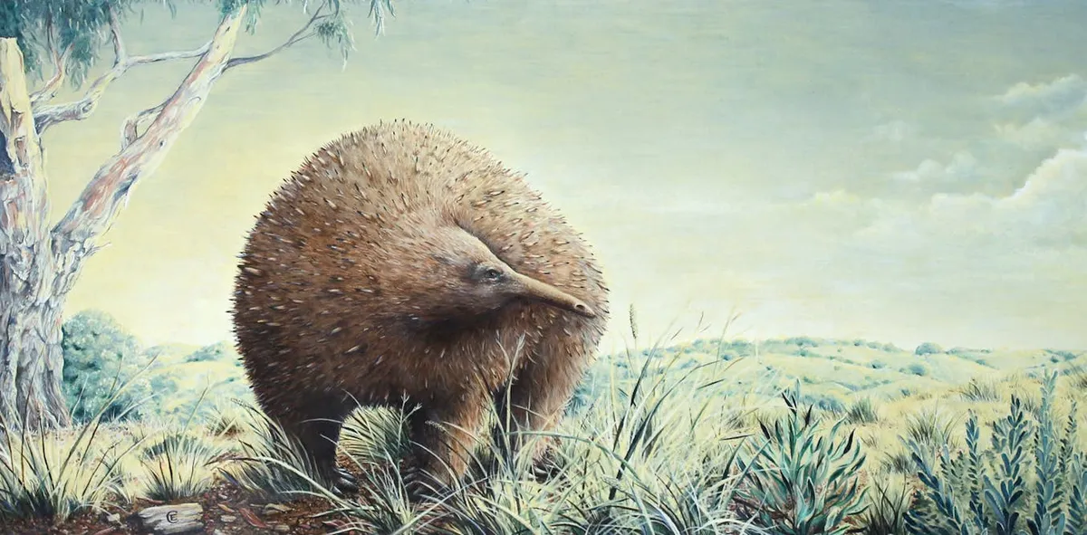 Giant Child-Sized Echidna Roamed Ice Age Victoria, Fossil Reveals