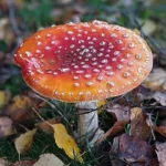 UK Biodiversity DNA Project to Unlock £3 Billion Economic Value