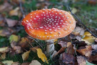 UK Biodiversity DNA Project to Unlock £3 Billion Economic Value