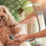 Pet Insurance Satisfaction Plummets as Owners Question Fair Value