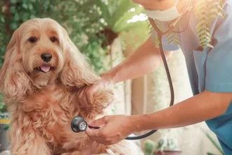 Pet Insurance Satisfaction Plummets as Owners Question Fair Value