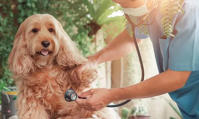 Pet Insurance Satisfaction Plummets as Owners Question Fair Value