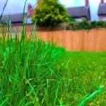 Thick, Healthy Lawn Grass from Monthly Epsom Salt Watering