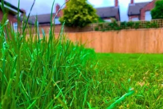 Thick, Healthy Lawn Grass from Monthly Epsom Salt Watering