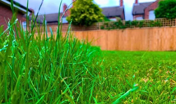 Thick, Healthy Lawn Grass from Monthly Epsom Salt Watering