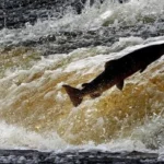 Swedish Study: Cocaine Boosts Salmon Roaming in Lakes