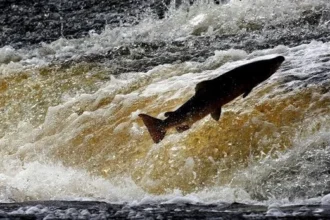 Swedish Study: Cocaine Boosts Salmon Roaming in Lakes
