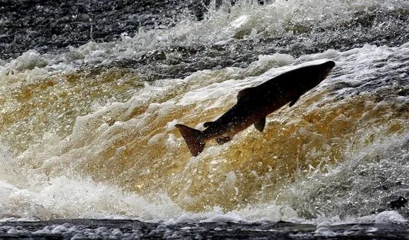 Swedish Study: Cocaine Boosts Salmon Roaming in Lakes