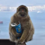 Gibraltar Monkeys Eat Soil to Ease Stomachs from Tourist Junk Food