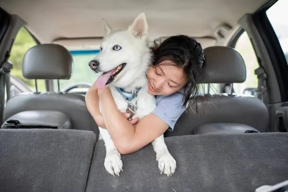 Top 10 Healthiest Dog Breeds to Cut Vet Bills Significantly