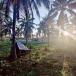 Low-Intensity Coconut Farming Boosts Yields, Soil Health in West Africa