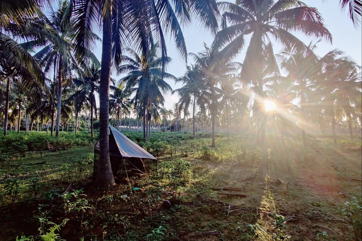 Low-Intensity Coconut Farming Boosts Yields, Soil Health in West Africa