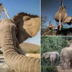 Tswale the Elephant Thrives in Wild Herd After 23 Years Captive