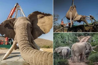 Tswale the Elephant Thrives in Wild Herd After 23 Years Captive