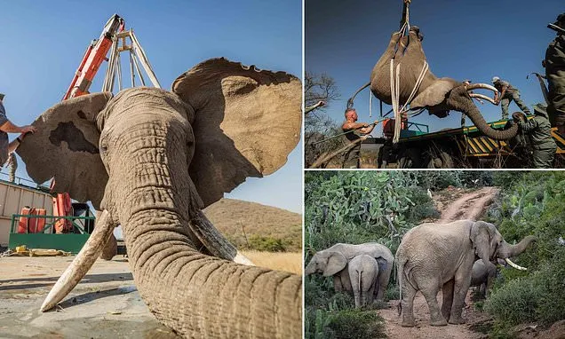 Tswale the Elephant Thrives in Wild Herd After 23 Years Captive