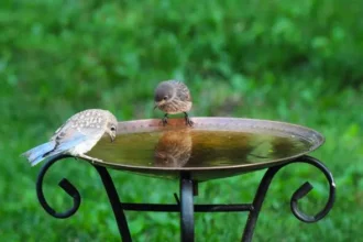 Clean Birdbath Algae Naturally with Vinegar: Safe for Birds