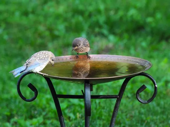 Clean Birdbath Algae Naturally with Vinegar: Safe for Birds