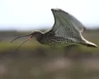 Curlew’s Enchanting Call Steals Show at Cors Ddyga Reserve