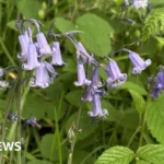 Protect Bluebells: Walkers Urged to Stick to Paths in Woods