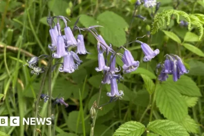 Protect Bluebells: Walkers Urged to Stick to Paths in Woods