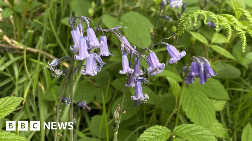 Protect Bluebells: Walkers Urged to Stick to Paths in Woods