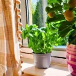 Grow Bigger, Tastier Basil Leaves with 10-Second Weekly Pinch