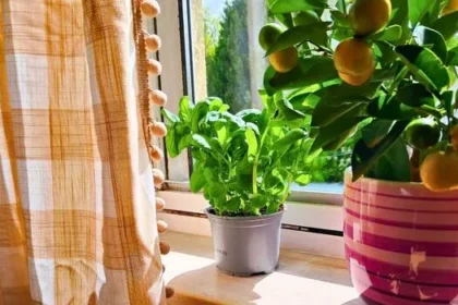 Grow Bigger, Tastier Basil Leaves with 10-Second Weekly Pinch