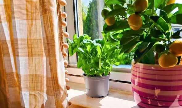 Grow Bigger, Tastier Basil Leaves with 10-Second Weekly Pinch