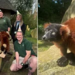 Shelly the Lemur Turns 30: UK’s Oldest Red Ruffed Resident