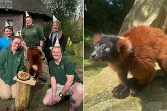 Shelly the Lemur Turns 30: UK’s Oldest Red Ruffed Resident