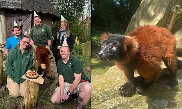 Shelly the Lemur Turns 30: UK’s Oldest Red Ruffed Resident