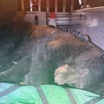 Black Bear Near Vancouver’s Commercial Drive Safely Relocated