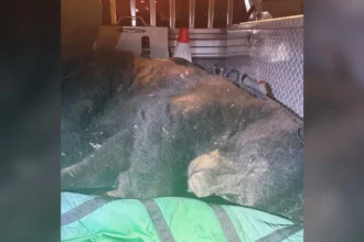 Black Bear Near Vancouver’s Commercial Drive Safely Relocated