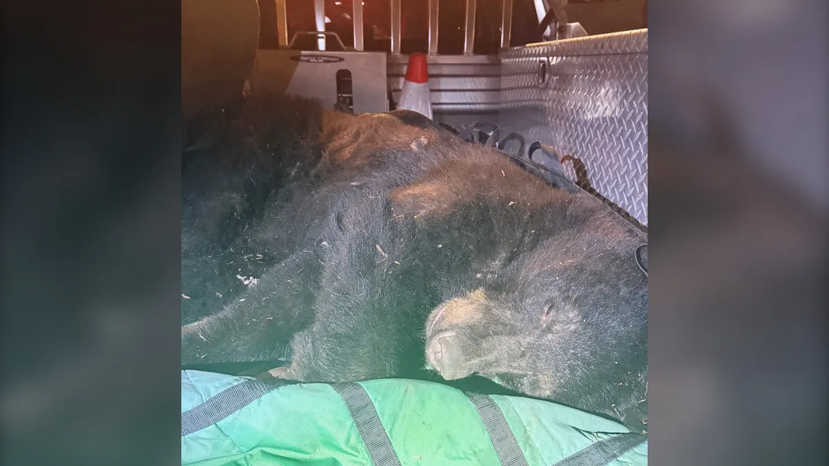 Black Bear Near Vancouver’s Commercial Drive Safely Relocated