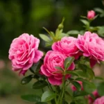 Unlock Summer Blooms: The Key Rose Care Task for May