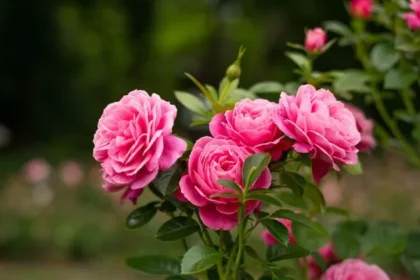 Unlock Summer Blooms: The Key Rose Care Task for May