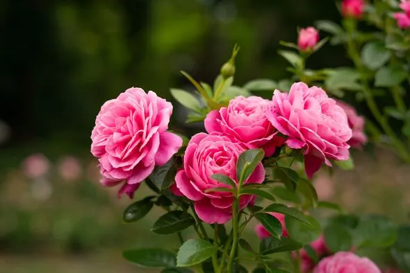 Unlock Summer Blooms: The Key Rose Care Task for May