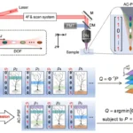 New Microscopy Tech Achieves 8x Speed Boost with Less Light