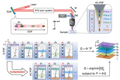 New Microscopy Tech Achieves 8x Speed Boost with Less Light