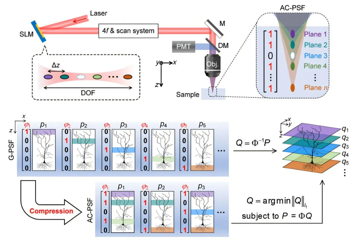 New Microscopy Tech Achieves 8x Speed Boost with Less Light