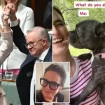 Labor MP Faces Electoral Enrolment Investigation