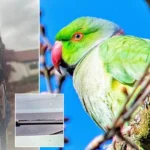 Escaped Parrot Wreaks Havoc on Cars in Scottish Neighborhood