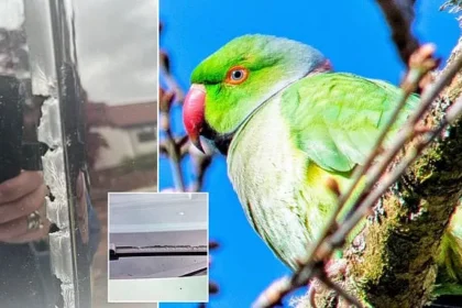 Escaped Parrot Wreaks Havoc on Cars in Scottish Neighborhood