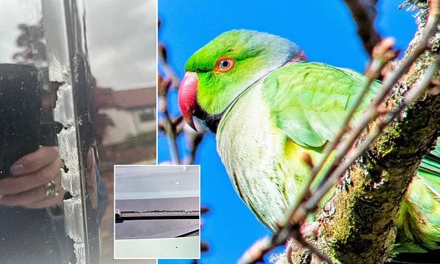 Escaped Parrot Wreaks Havoc on Cars in Scottish Neighborhood