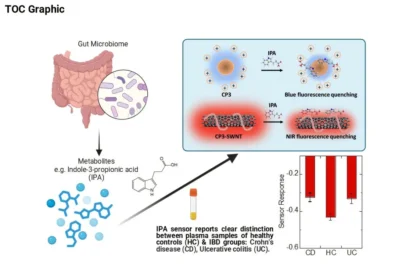 New Nanosensor Detects Gut Health Biomarker in Minutes