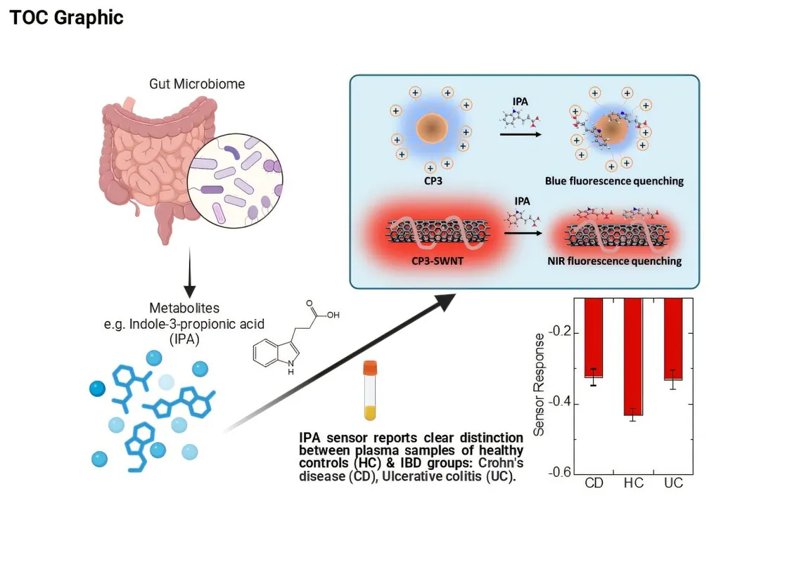 New Nanosensor Detects Gut Health Biomarker in Minutes