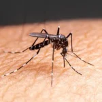 Millions of Mosquitoes: Tech Giant’s Plan Sparks Public Health Fears